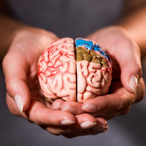 cropped shot of woman holding brain model in hands